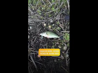 clip @videfunny | @videfunny