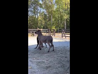 video from pro humor / bayan | @videfunny