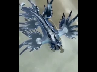 the blue dragon, also known as the blue angel, is a magnificent and unusual marine inhabitant, whose appearance causes as small tits big ass milf