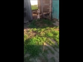 it is dangerous to get acquainted with such | @videfunny