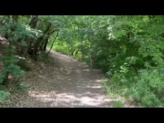 we met in the forest